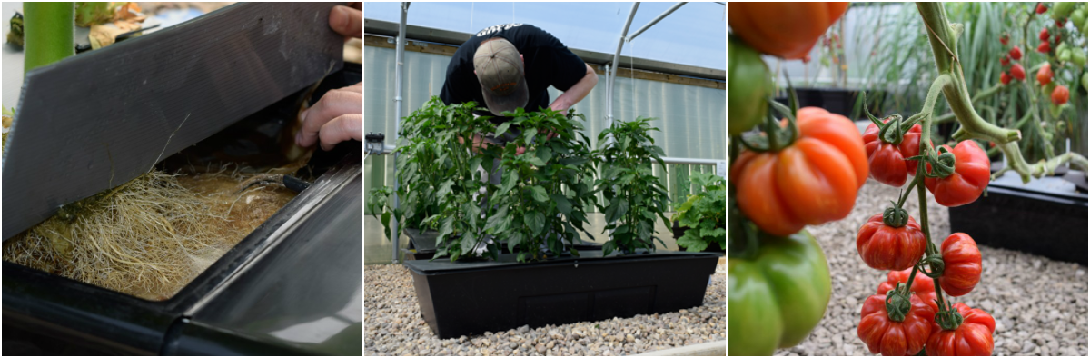 The different growth stages of plants in a Nutriculture NFT nutrient film technique system